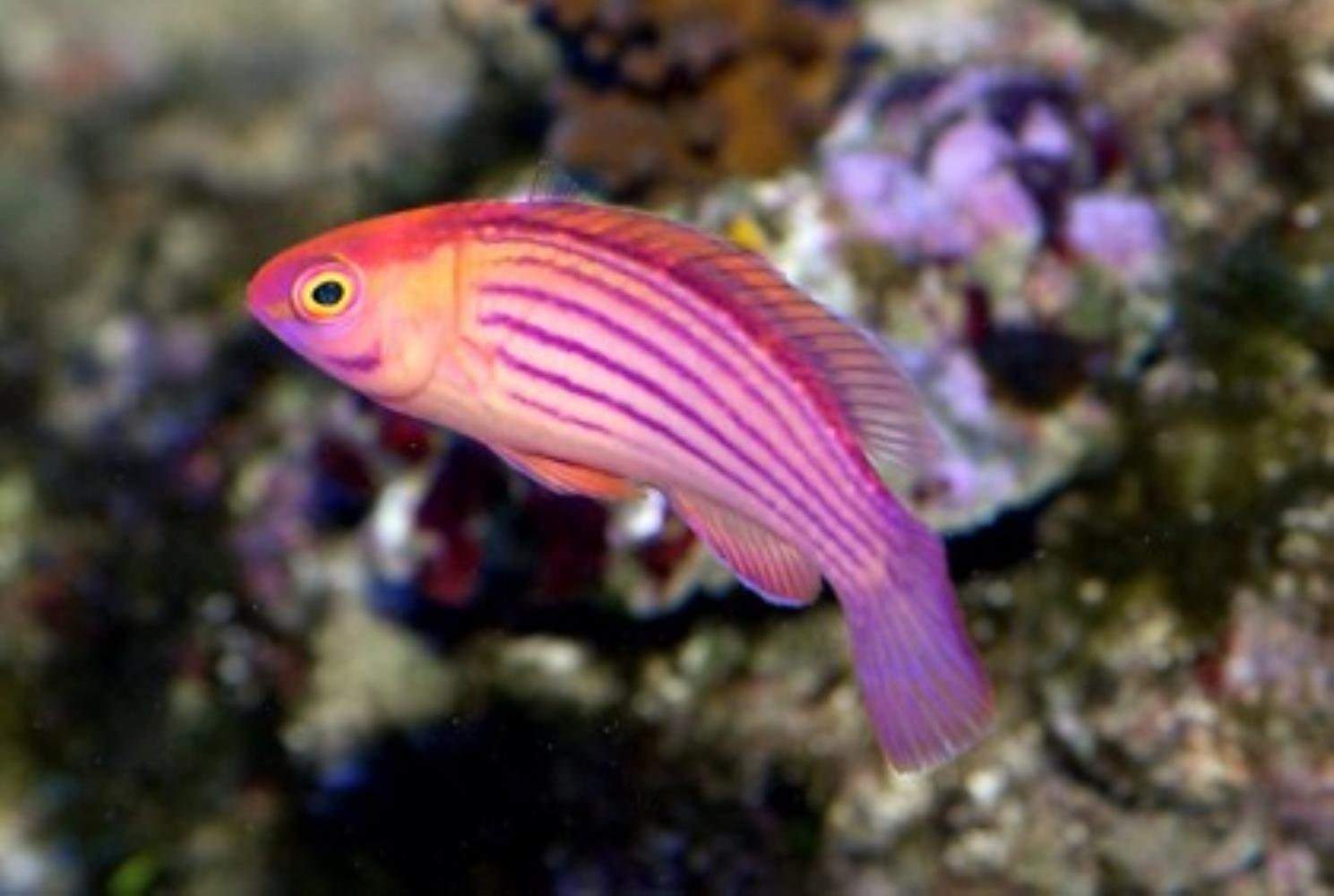 Розовая рыба. Striped Anthias аквариумная рыбка. Рыбка розовый. Полосатые розовые рыбки. Розовая акыввариумная рыба.