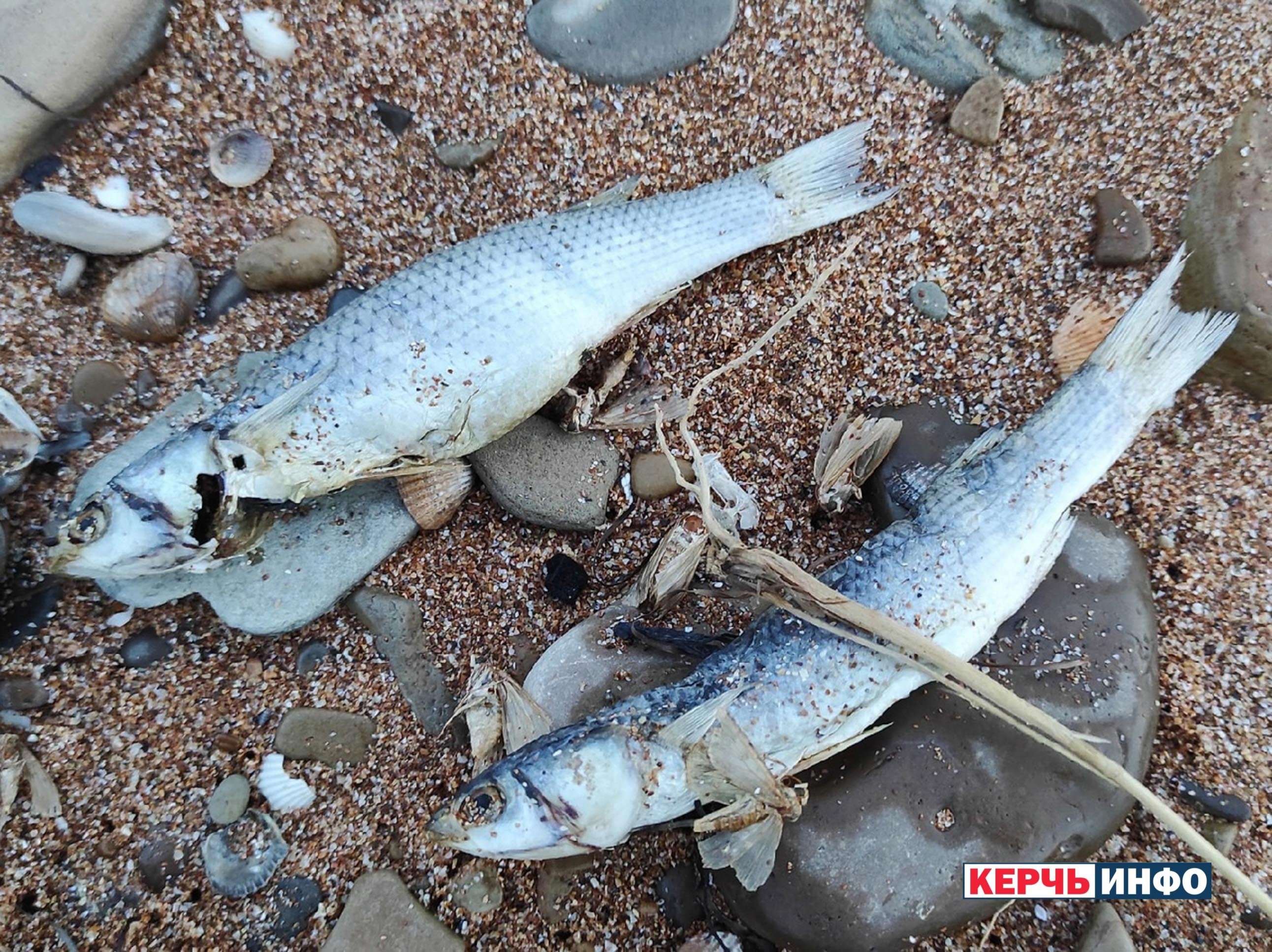 какая рыба есть в азовском море