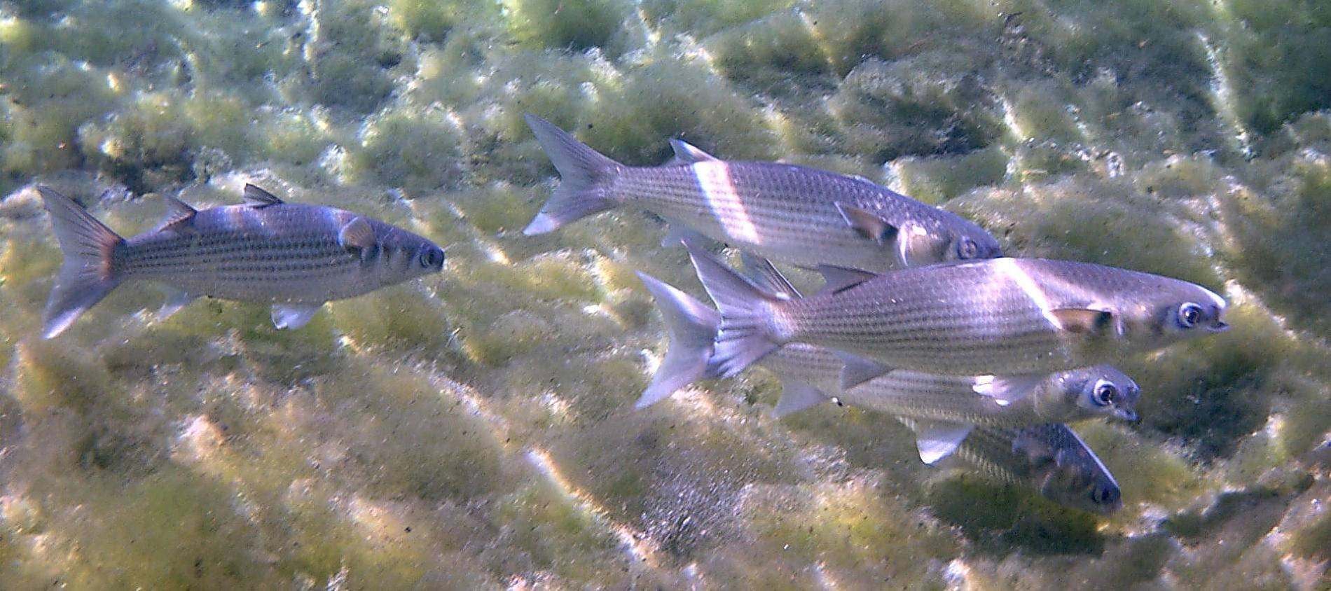 Рыба с азовского моря фото названиями