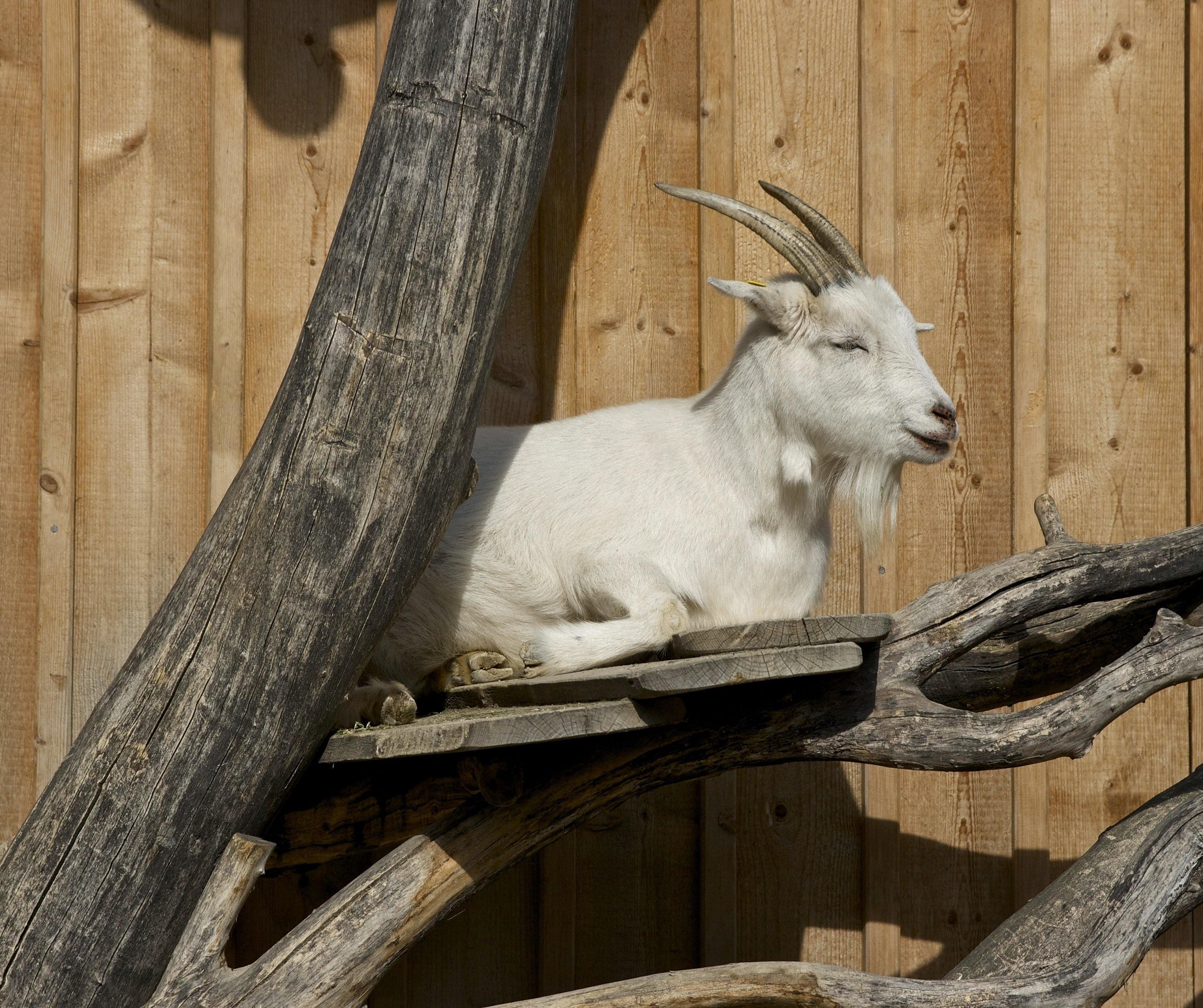 Goat com. Capra коза. Capra hircus aegagrus. . Козы (Capra aegagrus) - козлы. Лесной козел Capra.
