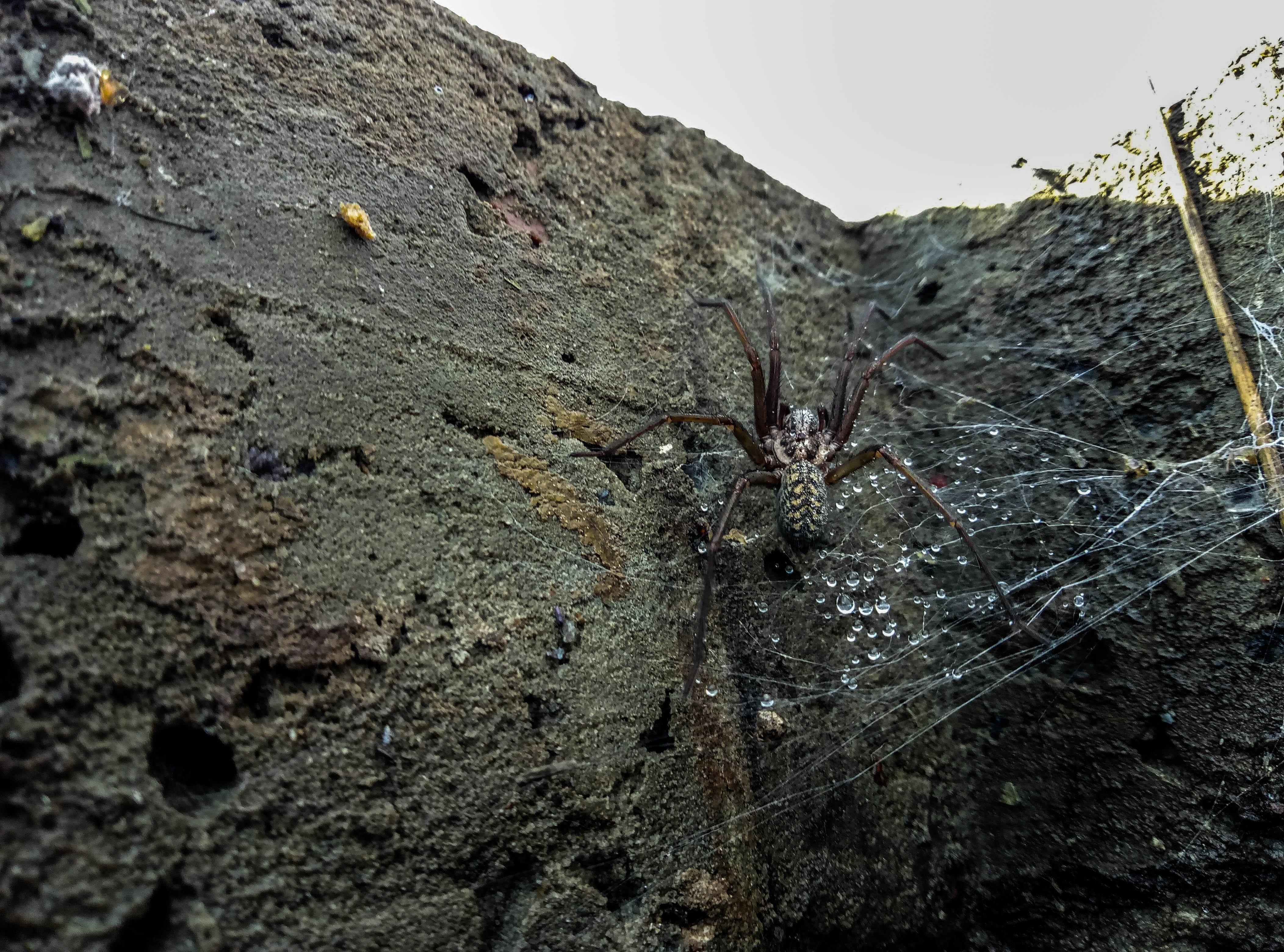 Самые большие пауки в австралии фото