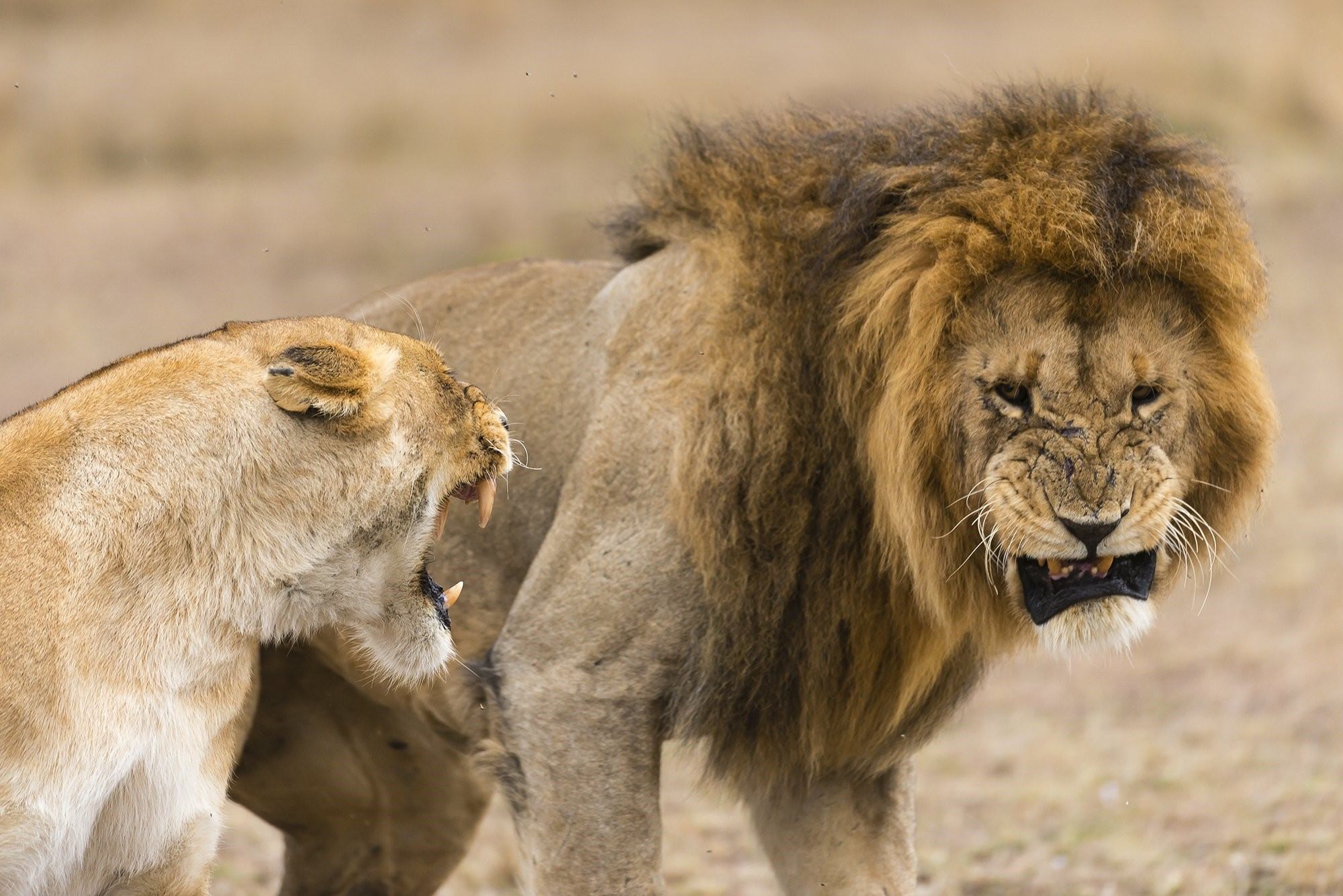 Фотографии львов и львиц