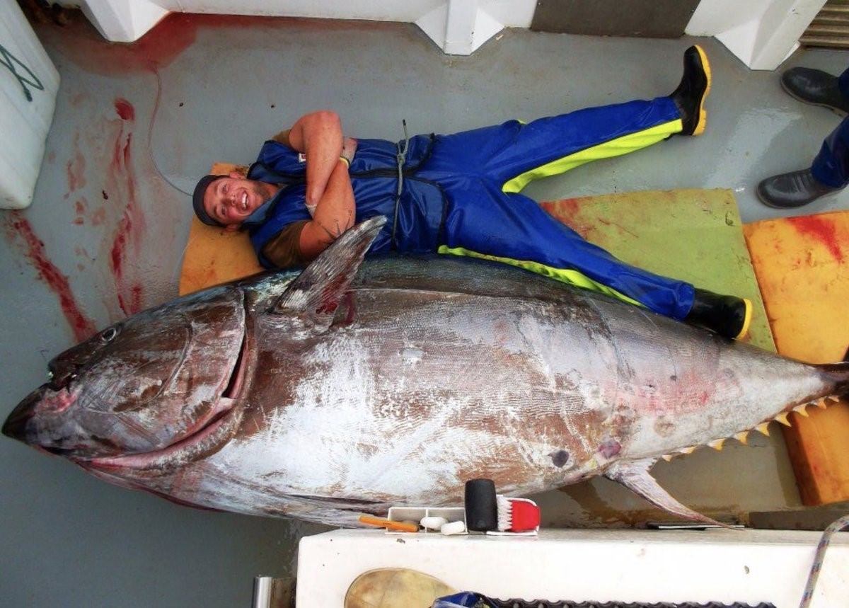 Рыба сильно пахнет. Тунец 600 кг. Гигантский тунец весом 411.6. Тунец 600 кг рыба. Красноперый тунец.