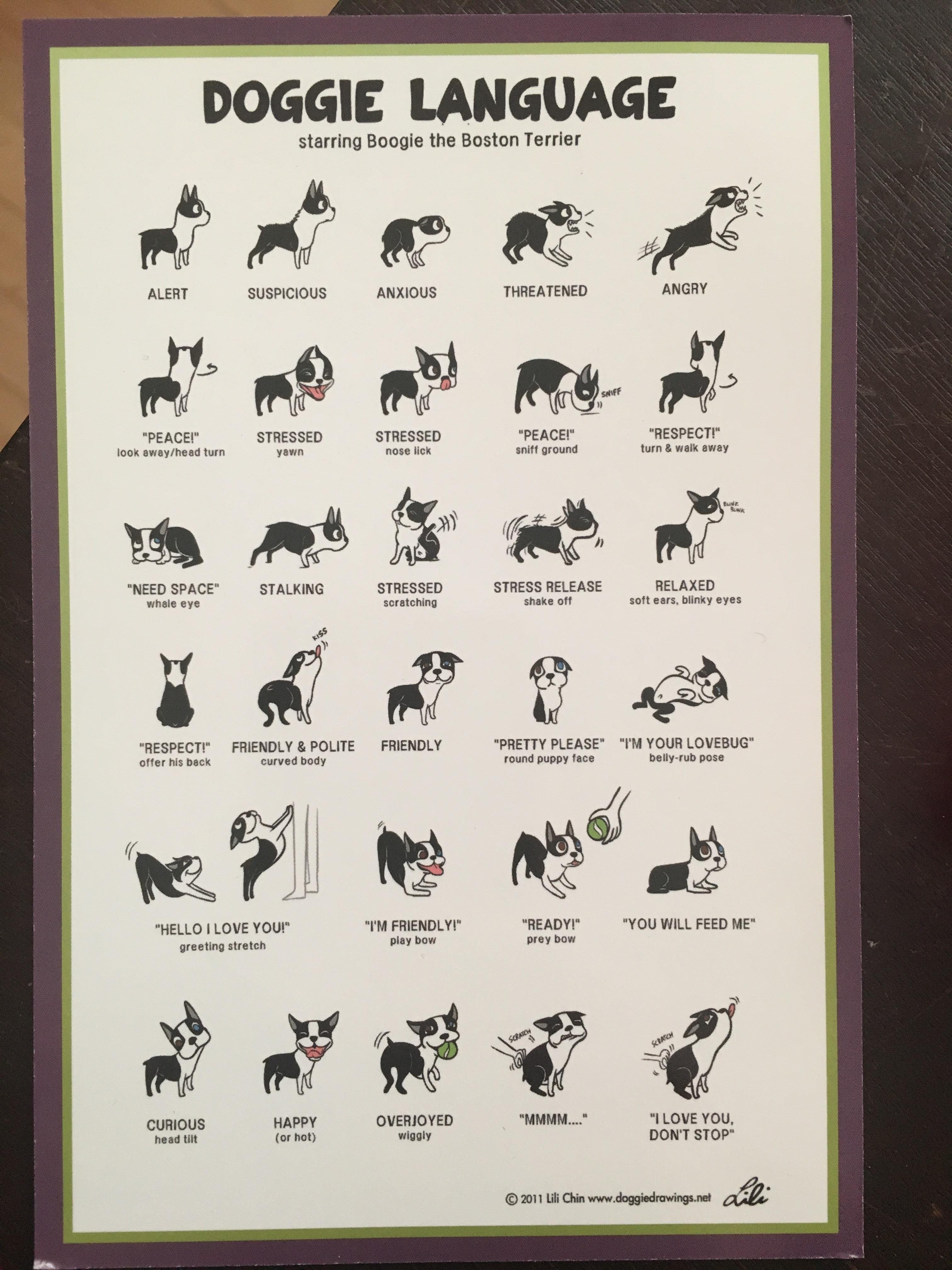 Язык жестов команд для собак