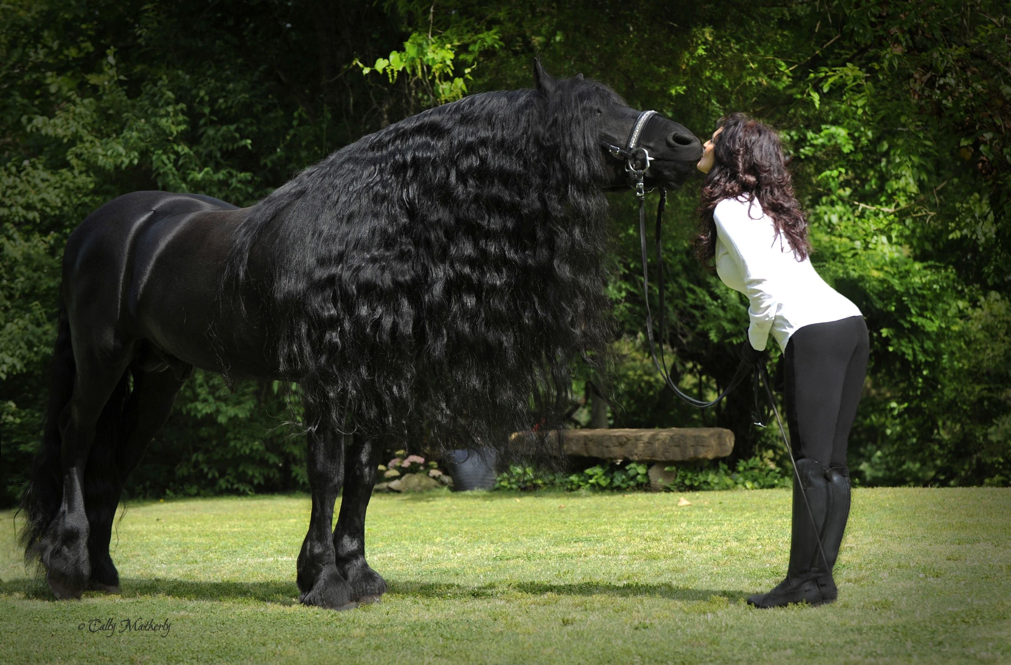 Самая большая лошадь в мире книга рекордов фото