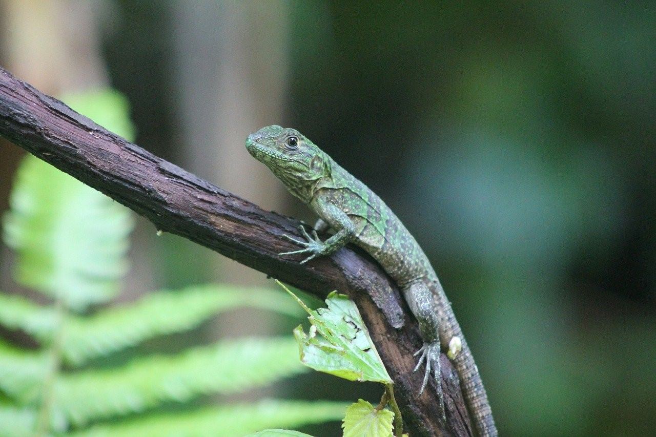 Ящерица Луговая (Lacerta praticola). Артвинская ящерица. Прыткая ящерица. Ящерицы средней полосы России.