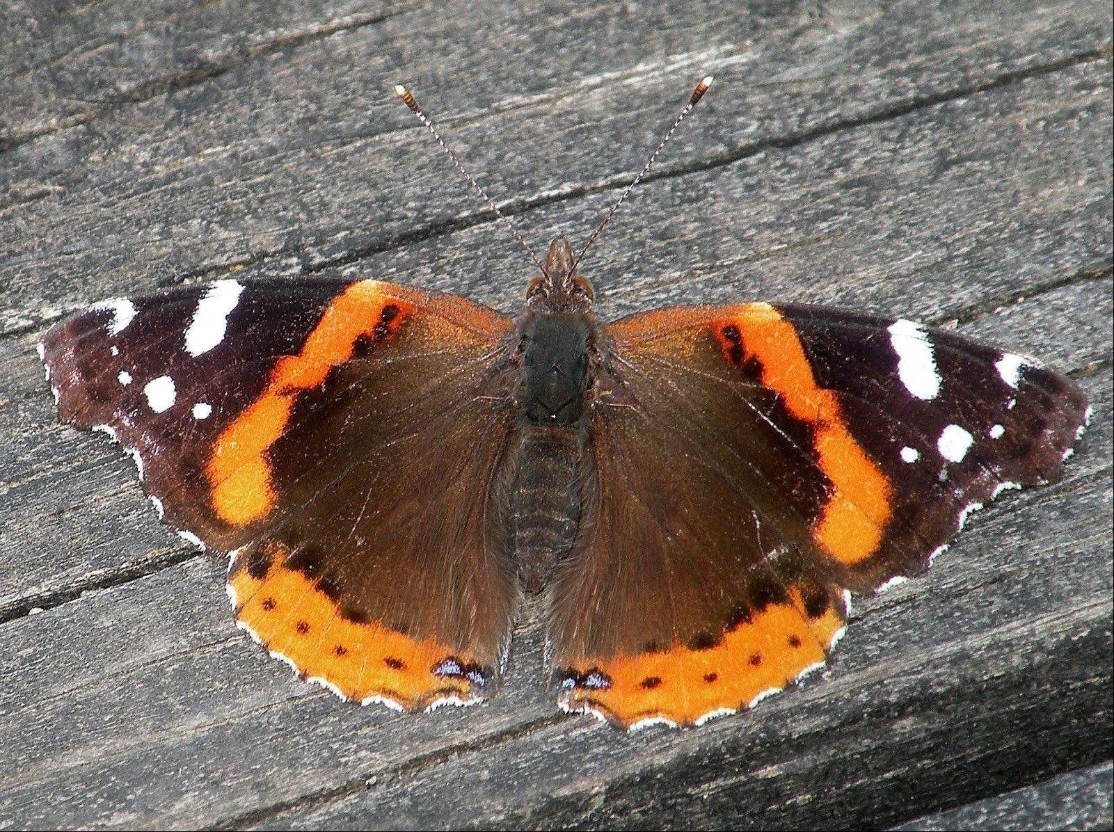 Ластин репак бабочка фото