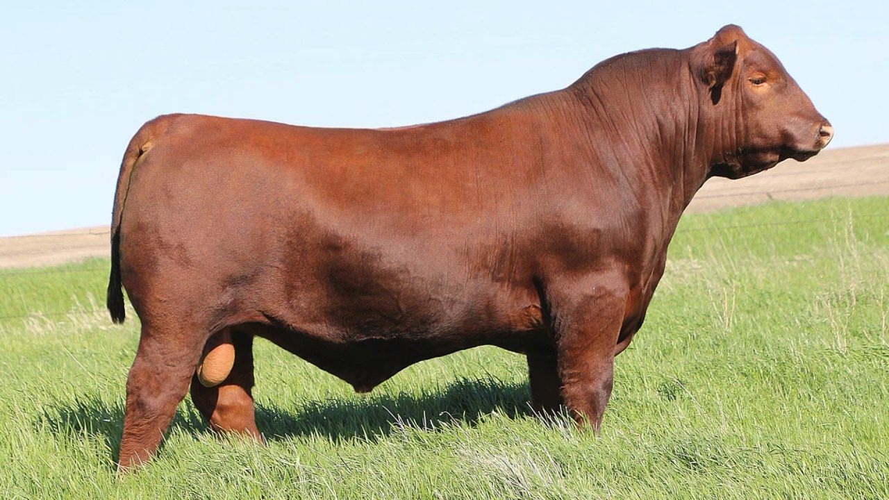 Порода красных быков