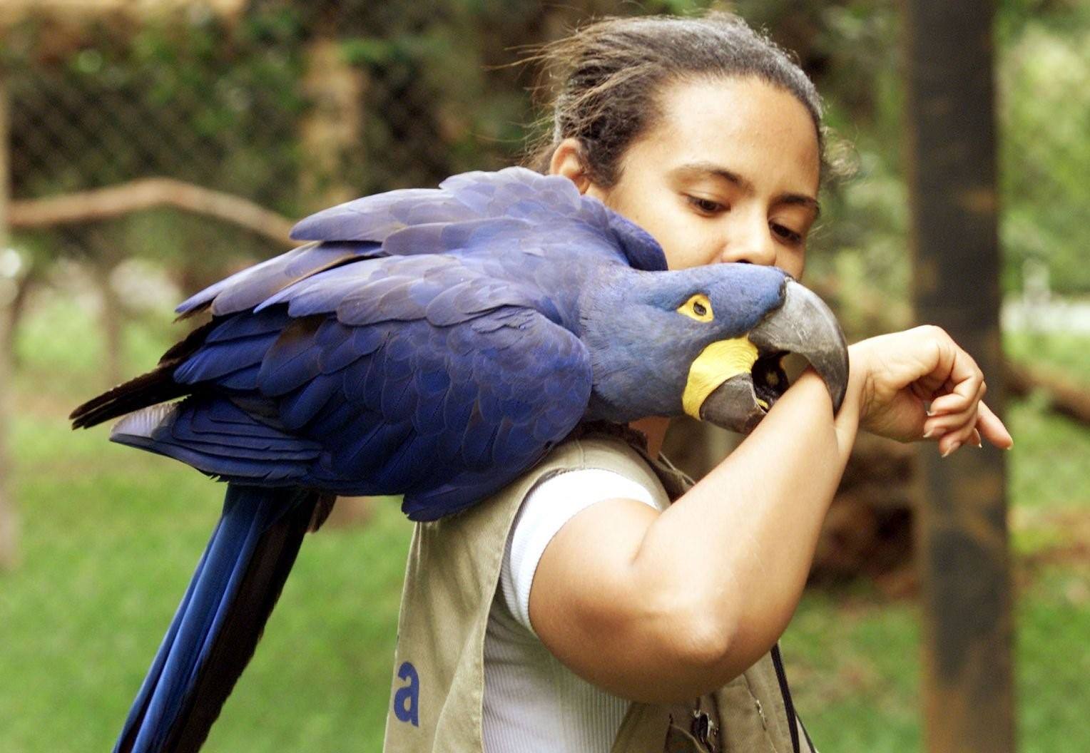 Самый большой попугай в мире фото и названия