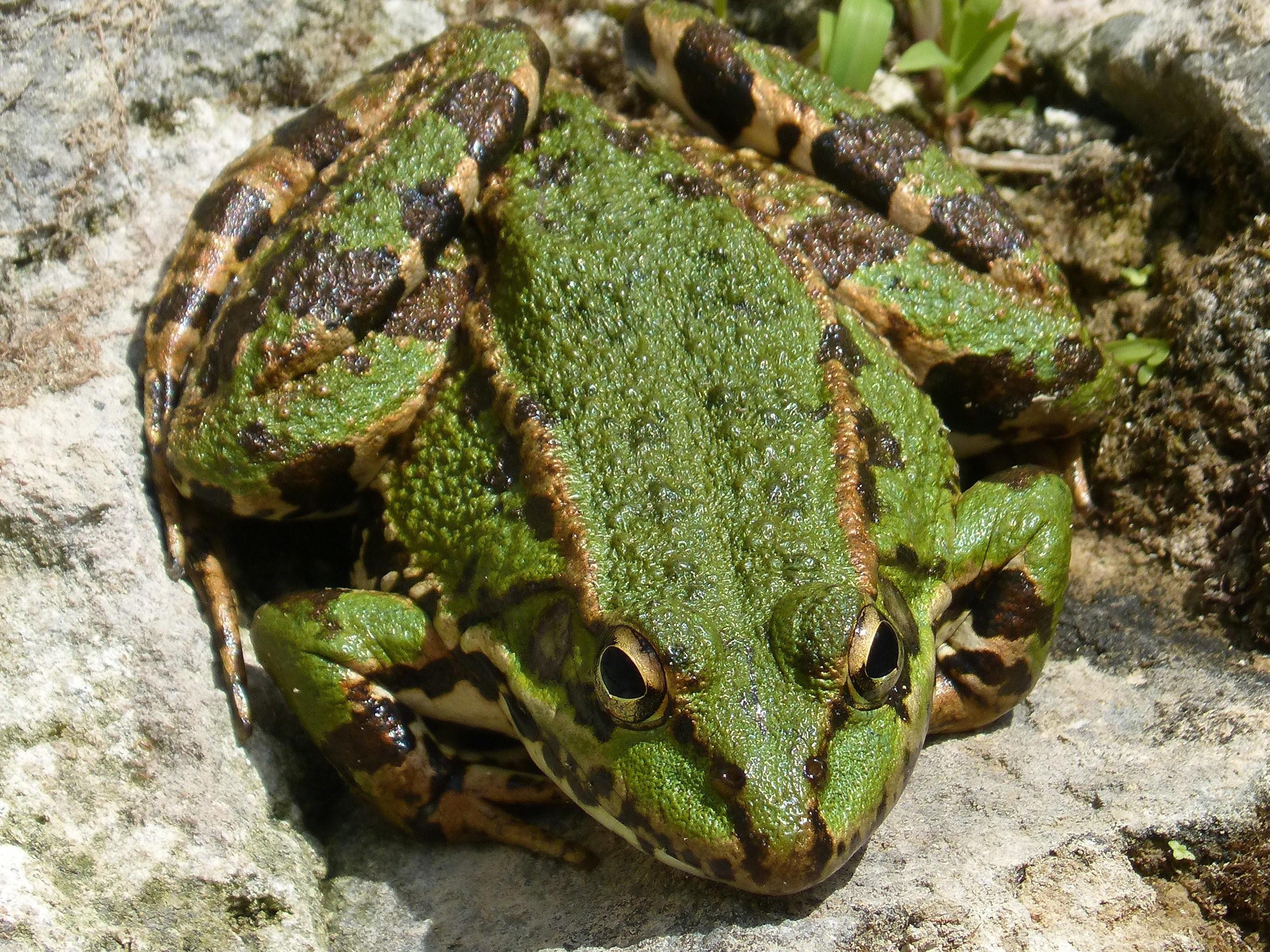 Земноводные п. Зелёная жаба Жабы. Бесхвостые земноводные. Шкрек жаба. Лягушка Курбака.