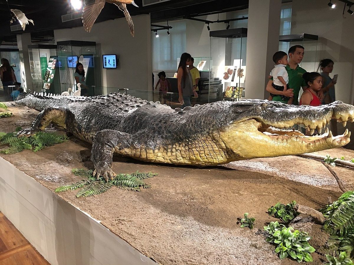 Самый большой крокодил в мире фото с человеком