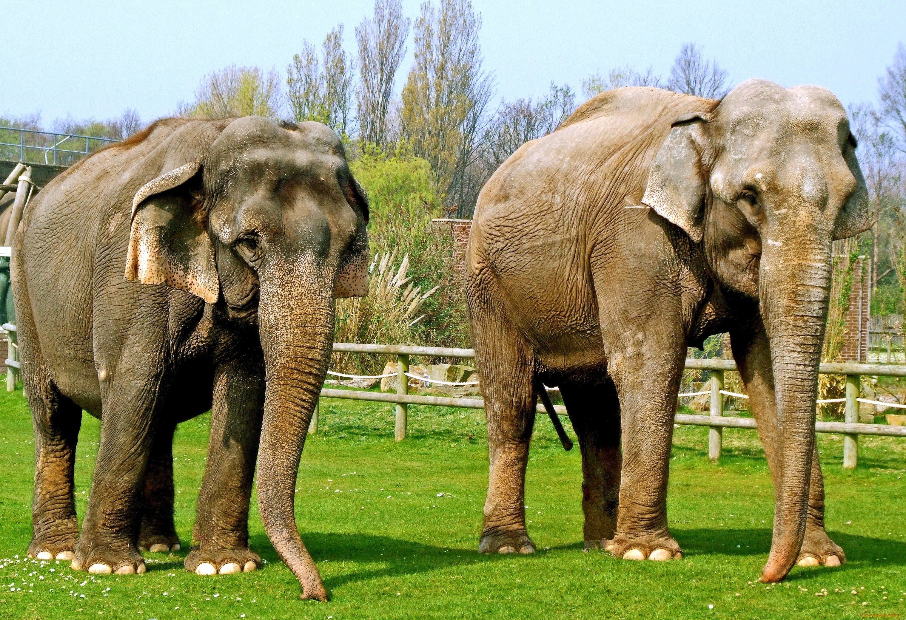 Сколько слонов в мире. Гигантский слон. Самый большой слон. Гигантские слоны. Самый большой слон в мире.