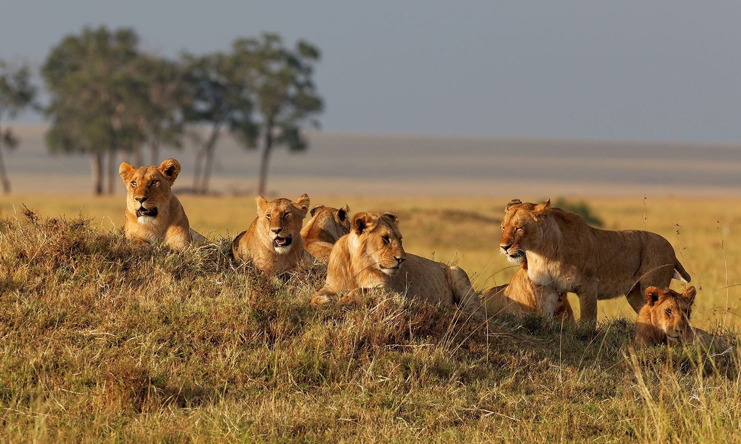 фото африканских львов