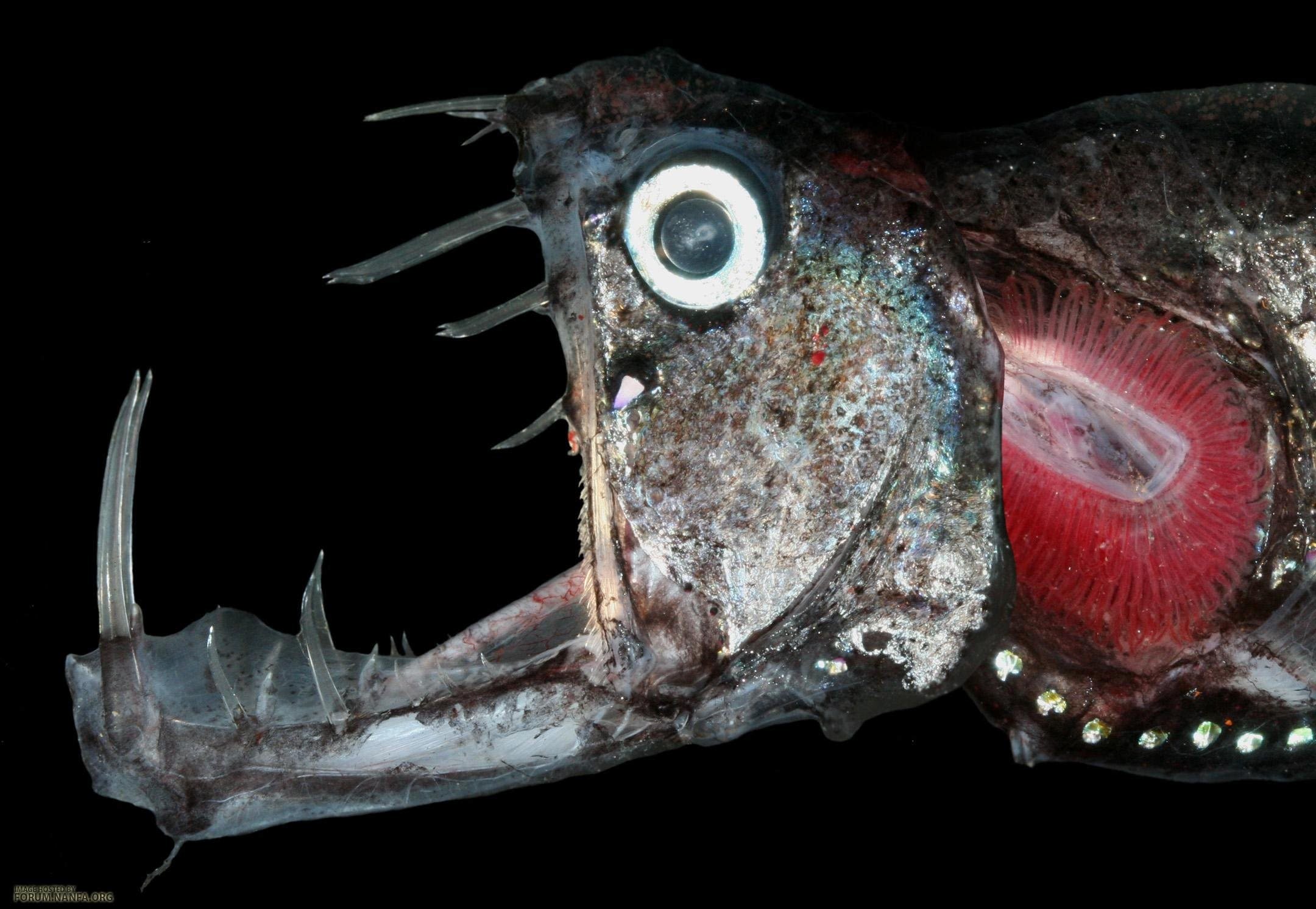 На дне океана существа. Тихоокеанский хаулиод. Рыба удильщик Марианская впадина. Хаулиоды (Viperfish). Хаулиод (рыба-гадюка).