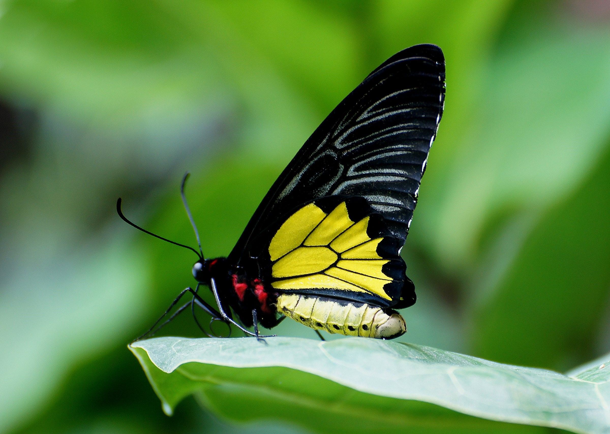Бабочка с желтыми крыльями. Черная бабочка Птицекрылка. Птицекрылка бабочка меченосец. Чешуекрылые чешуекрылые. Бабочка Кардинал Махаон.