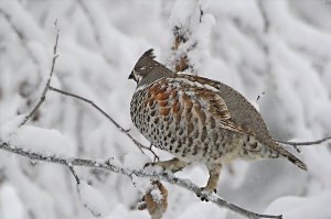 Зимние птицы Сибири