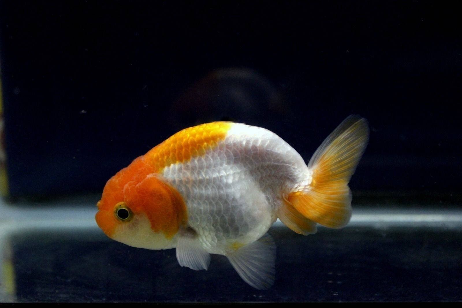 Золотая рыбка львиноголовка. Жемчужинка рыбка аквариумная. Ранчу рыбка аквариумная. Ранчу Золотая рыбка.