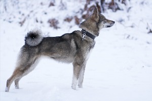 Западносибирская лайка