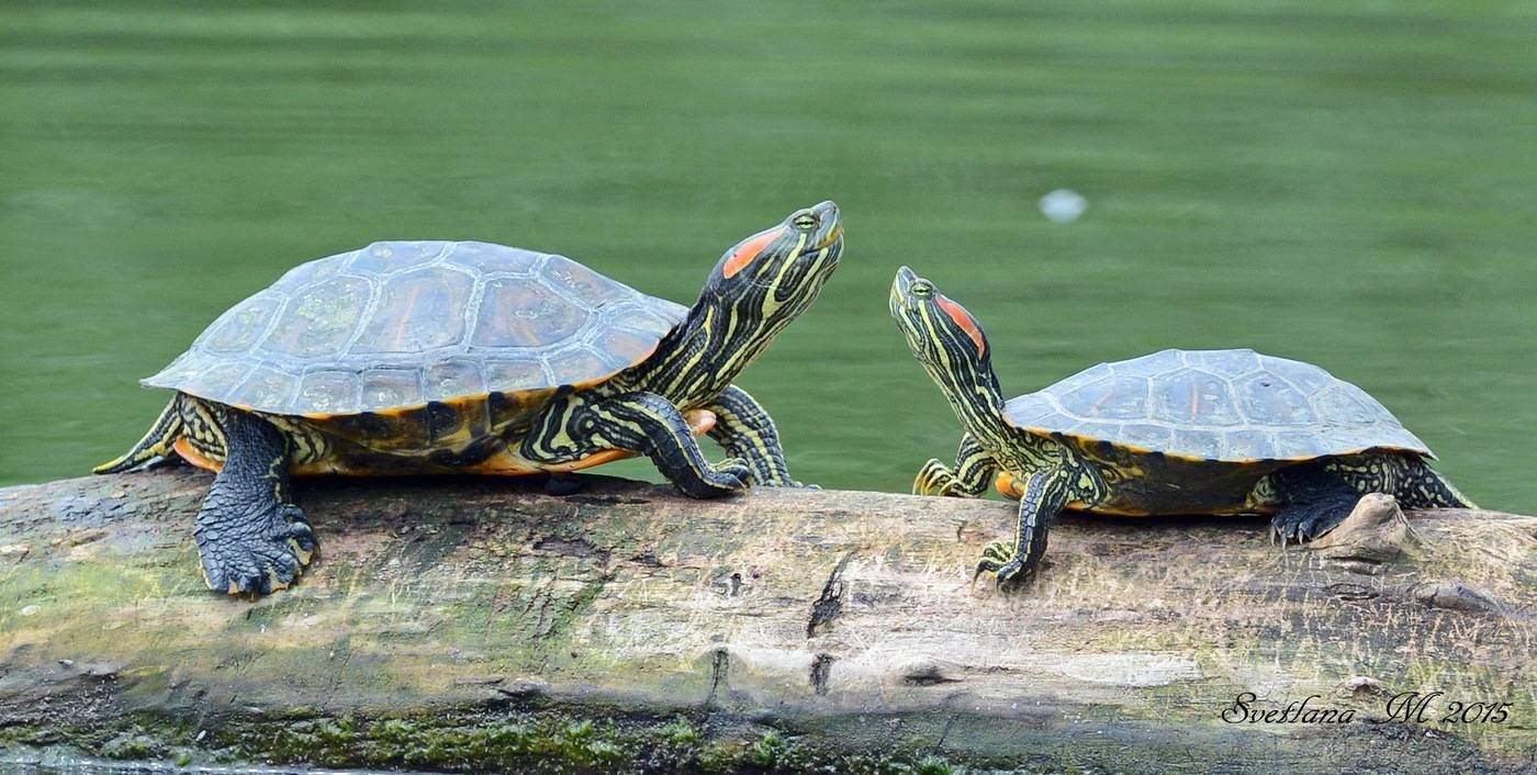 Черепахи в природе. Красноухая Болотная черепаха. Красноухая Пресноводная черепаха. Красноухая черепаха земноводная. Красноухая черепаха в природе.