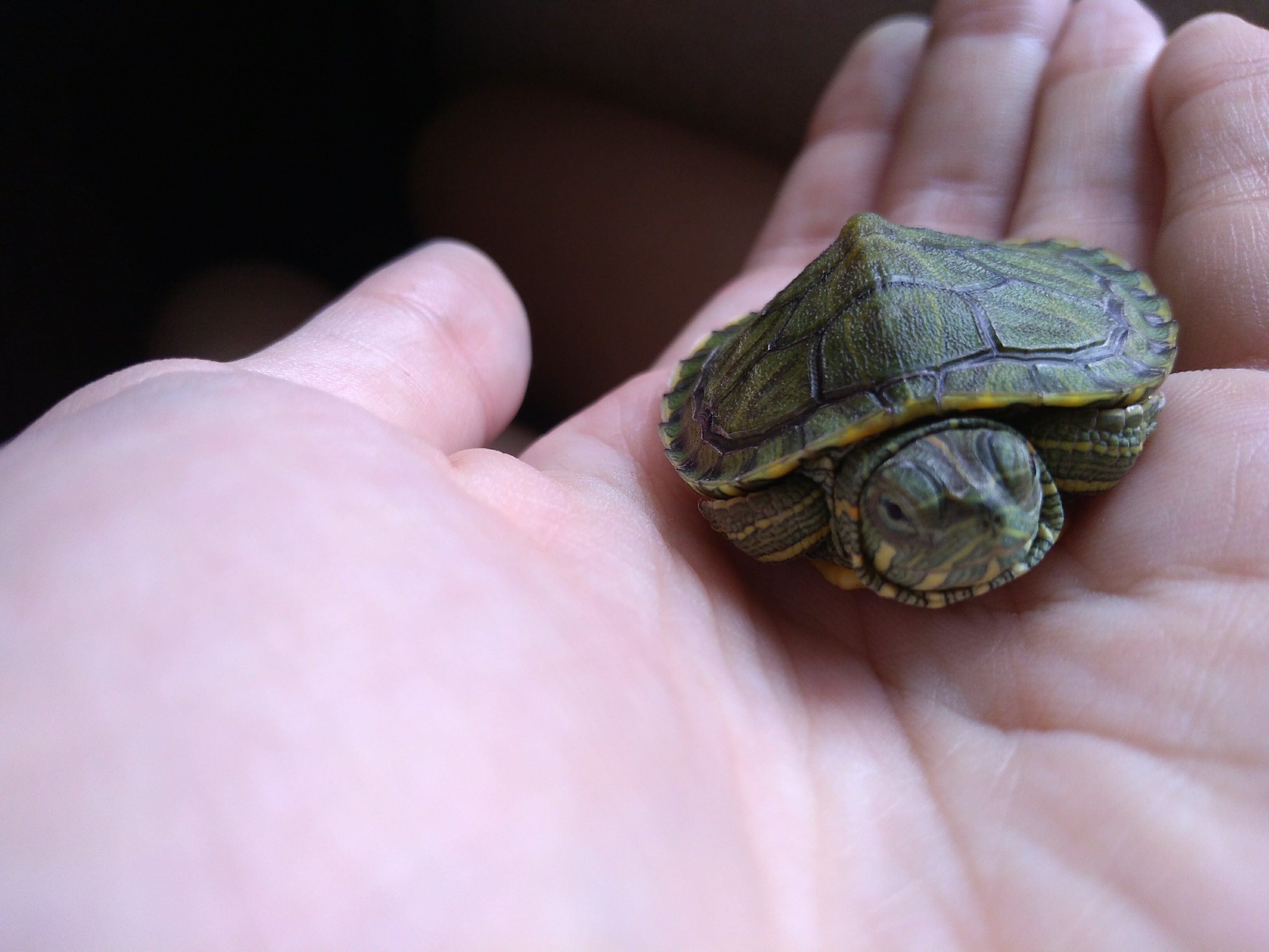 Красноухая черепаха маленькая