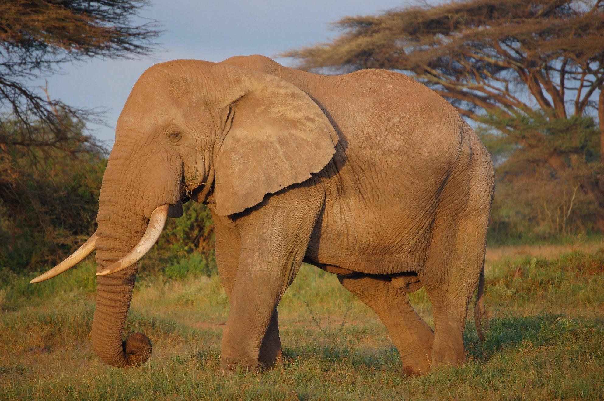 Как выглядит слоновая. Африканский слон альбинос. Саванный слон. Розовые слоны.