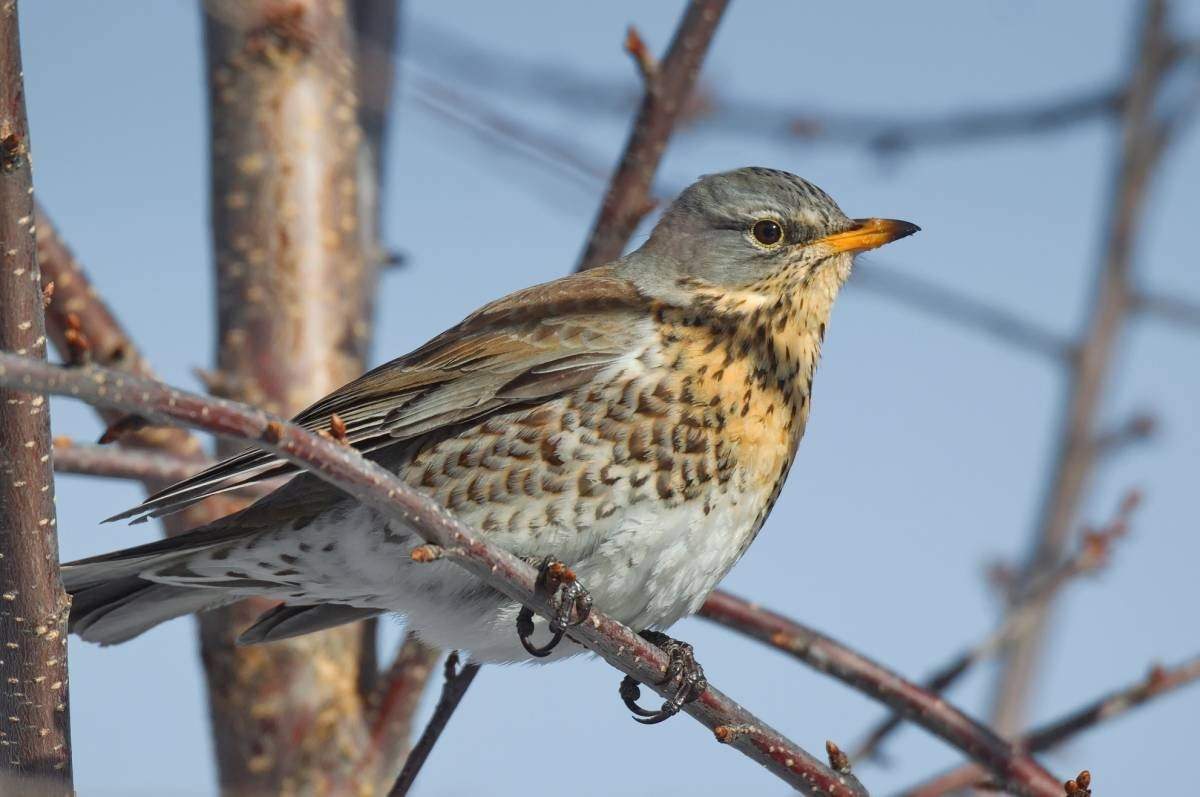 Птицы обитающие в нижегородской области фото с названиями