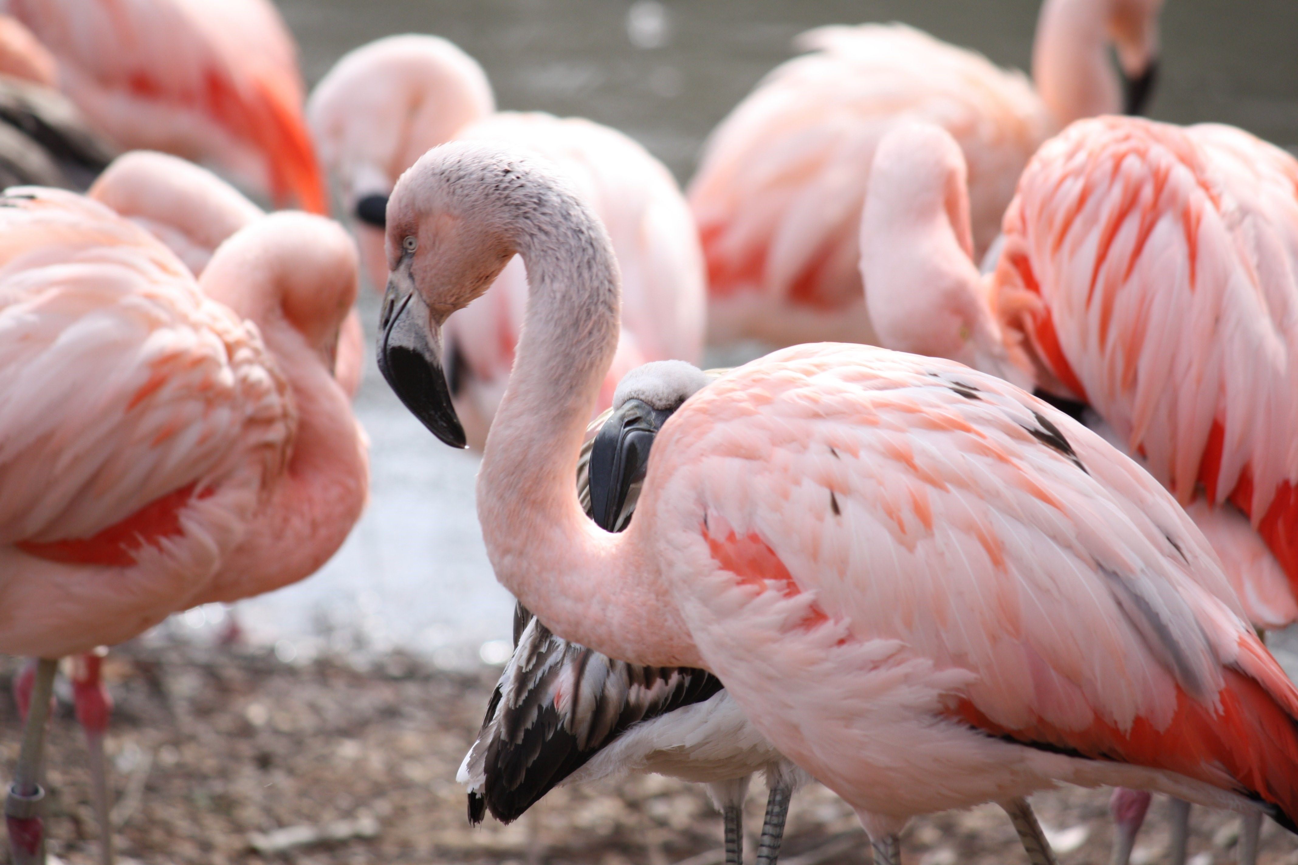 Фламинго интересная. Чилийский Фламинго. Фламинго Аргентина. Фламинго в Чили. Фламинго в Израиле.