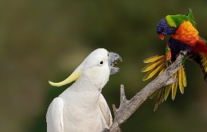 Какаду жако