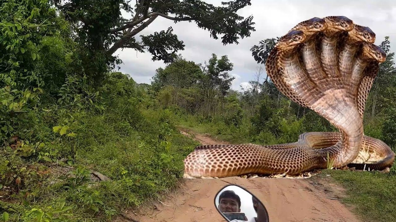 Самый большой змей в мире фото. Анаконда змея. Питон ТИТАНОБОА. ТИТАНОБОА И Анаконда.