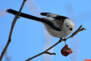 Длиннохвостые синицы