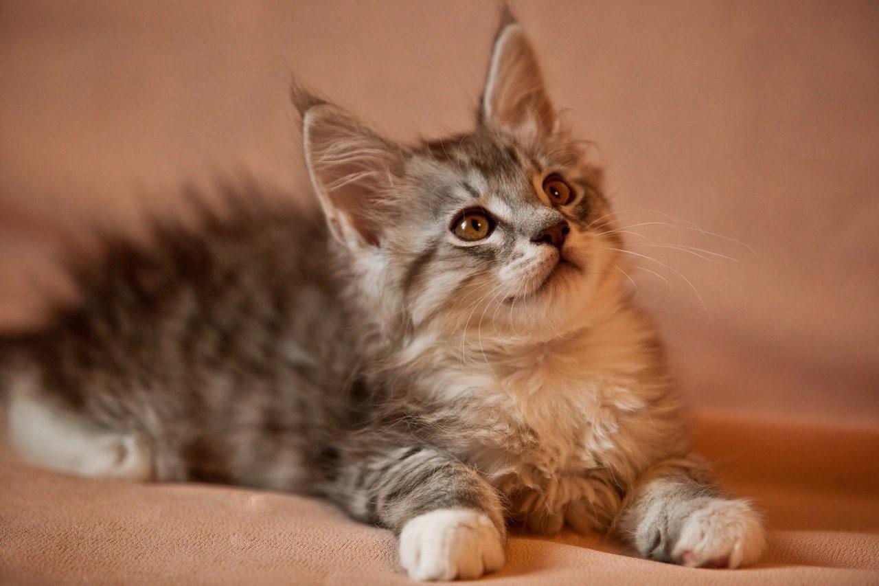 кошки с кисточками на ушах порода фото
