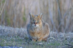 Камышовый кот астраханской области