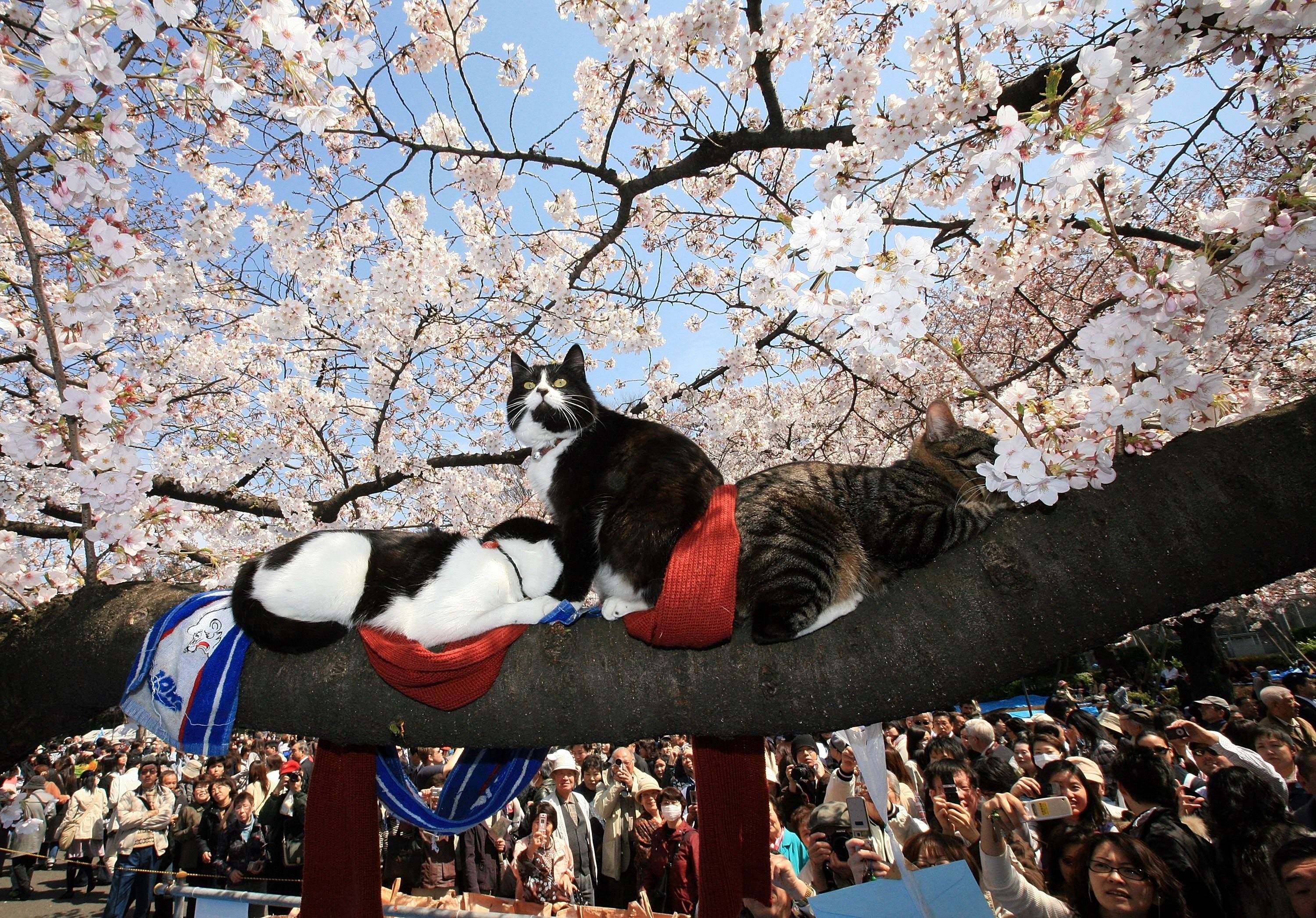 Котики в китае видео. Кошки в Японии. День кошки в Японии. Храм кошек в Японии.