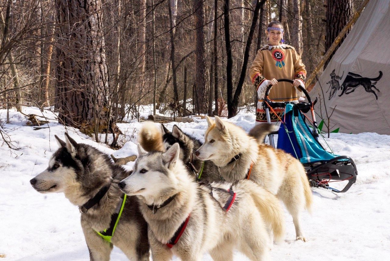 Северная хаски фото