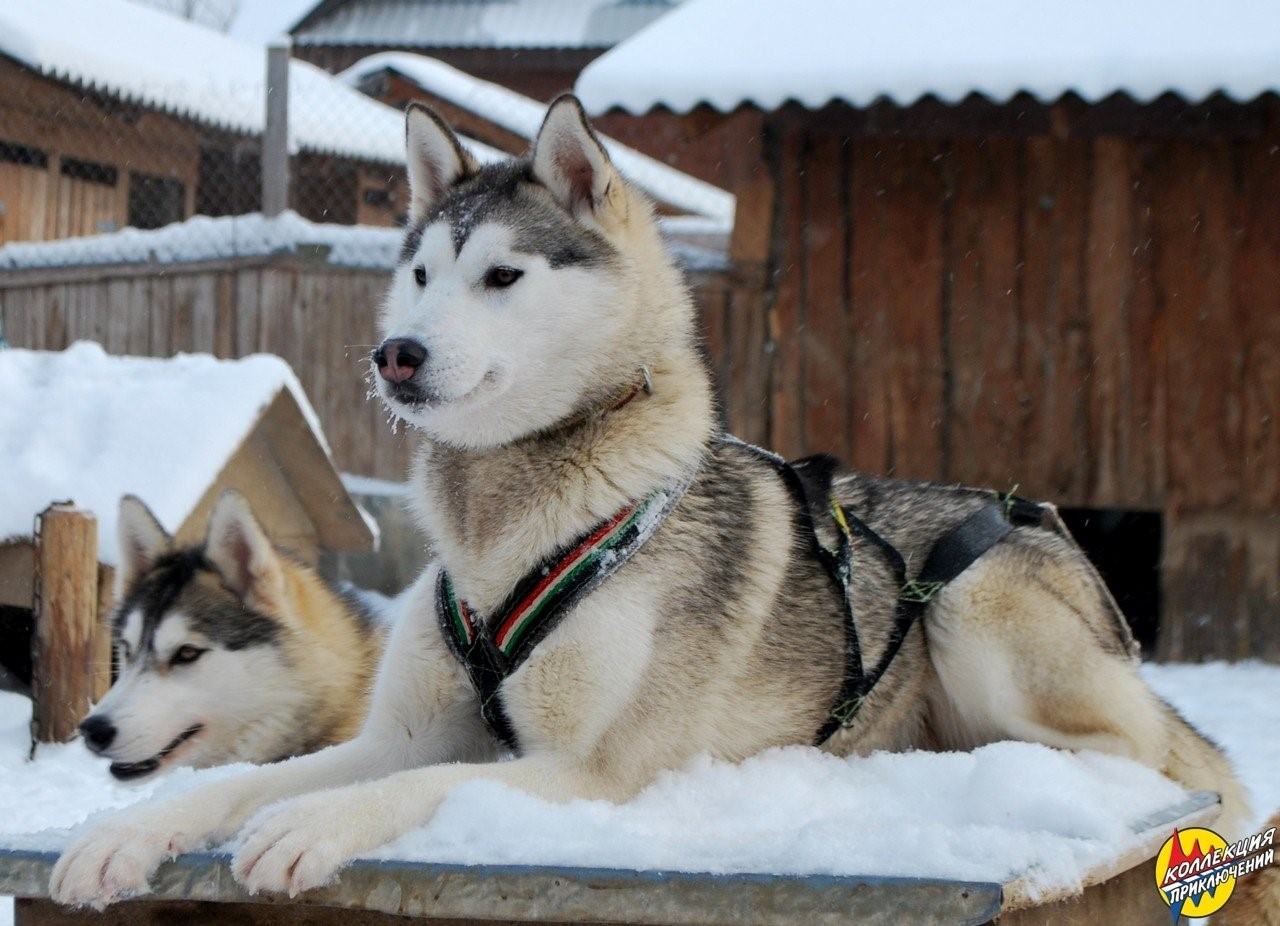 Хаски отдых нижний новгород. Питомник Лайлапс Кострома. Лайлапс в гости к хаски. Кострома хаски питомник. Трудармейский хаски питомник.