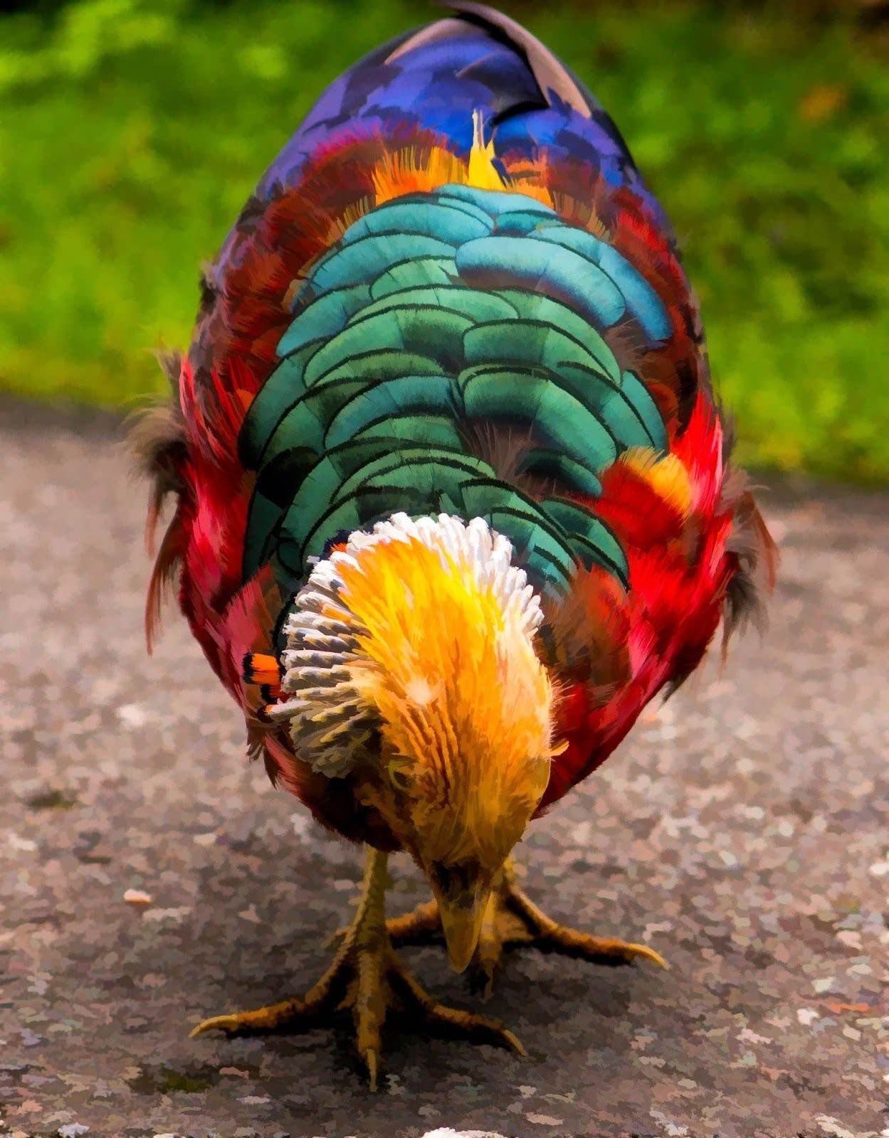 курица цветная фото