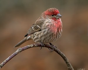 Серая птица с красной грудкой