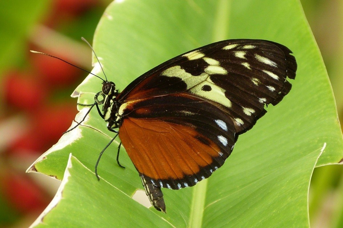 коричневые бабочки название и фото