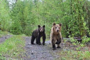 Медведь пестун