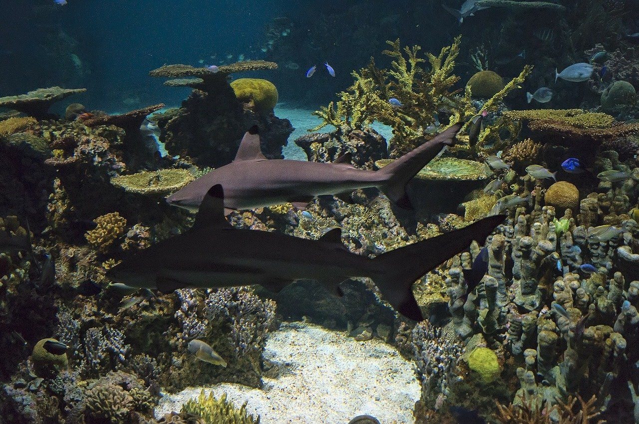 Чернопёрая акула в аквариуме
