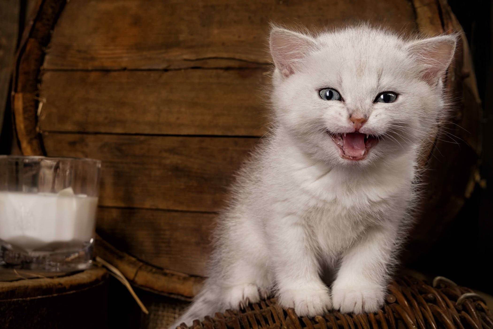 Можно котам кефир. Молочный котенок. Котенок в сметане. Котенок в молочке. Молоко для котят.