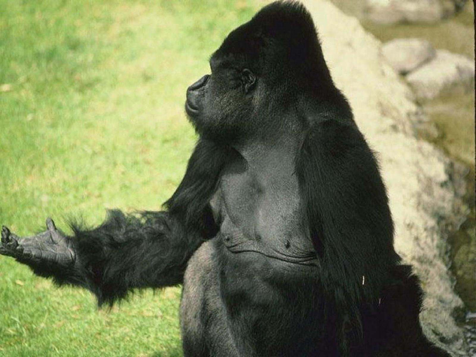 Фото обезьяны толстые