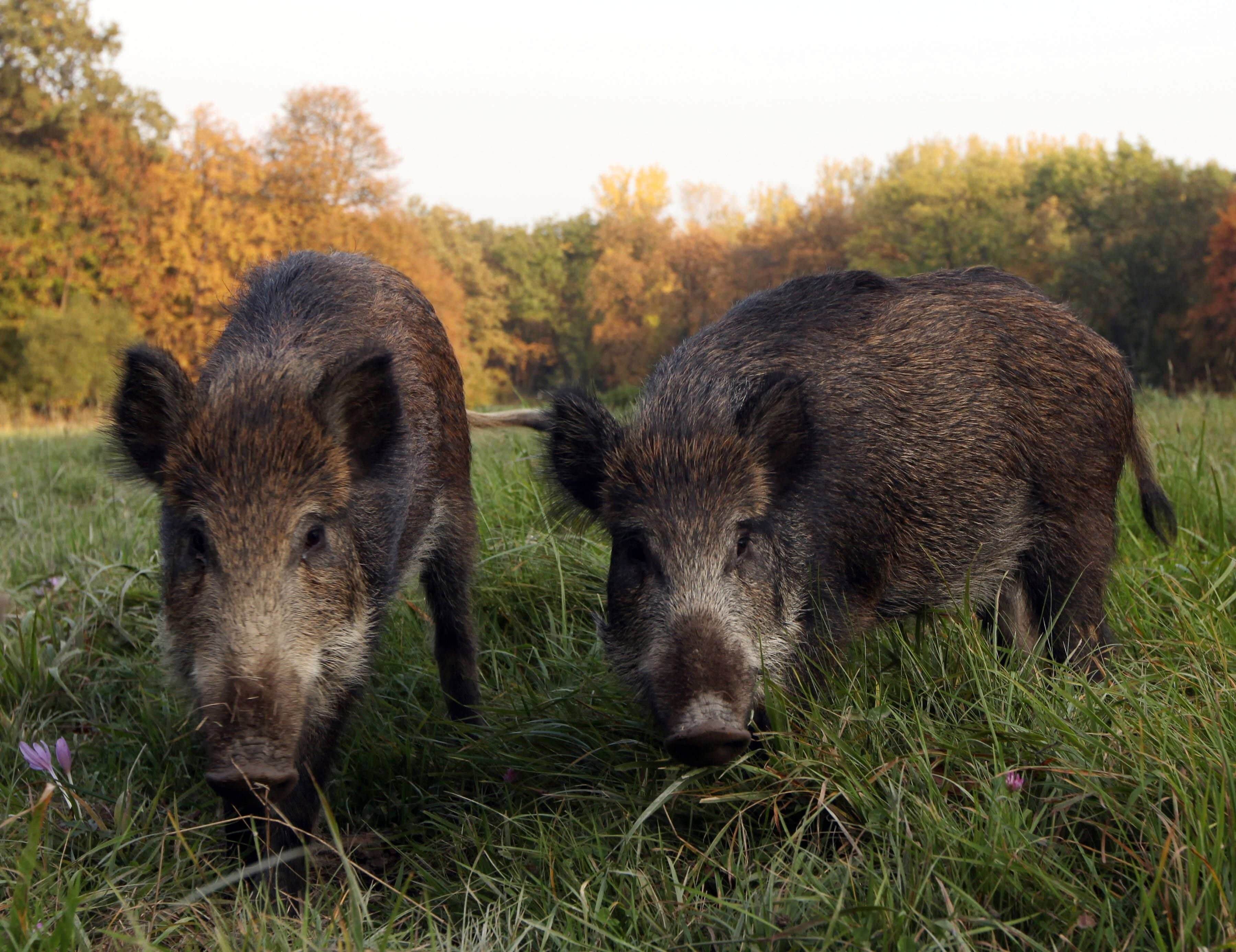 Кабан. Wild Boar.