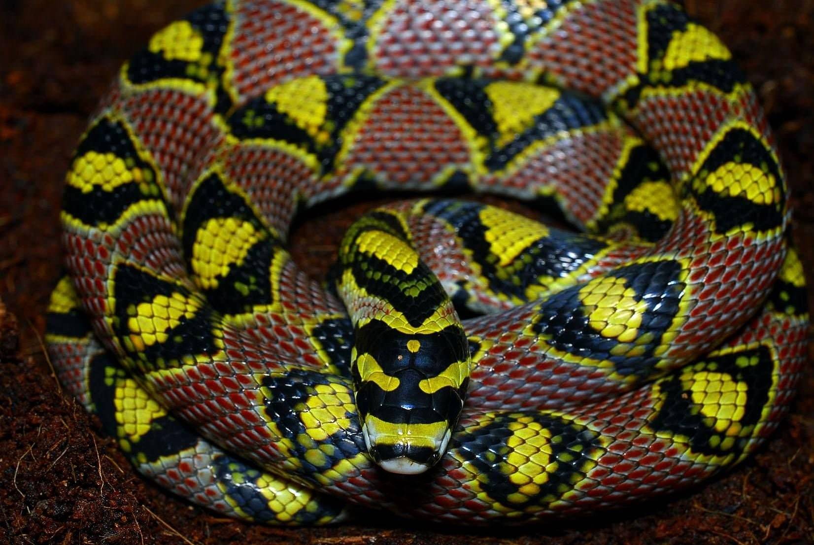 Красно желтая змея. Желтая змея с красными пятнами. Змея с ромбиками. Змея с ромбиками на спине. Чёрная змея с жёлтыми пятнами.