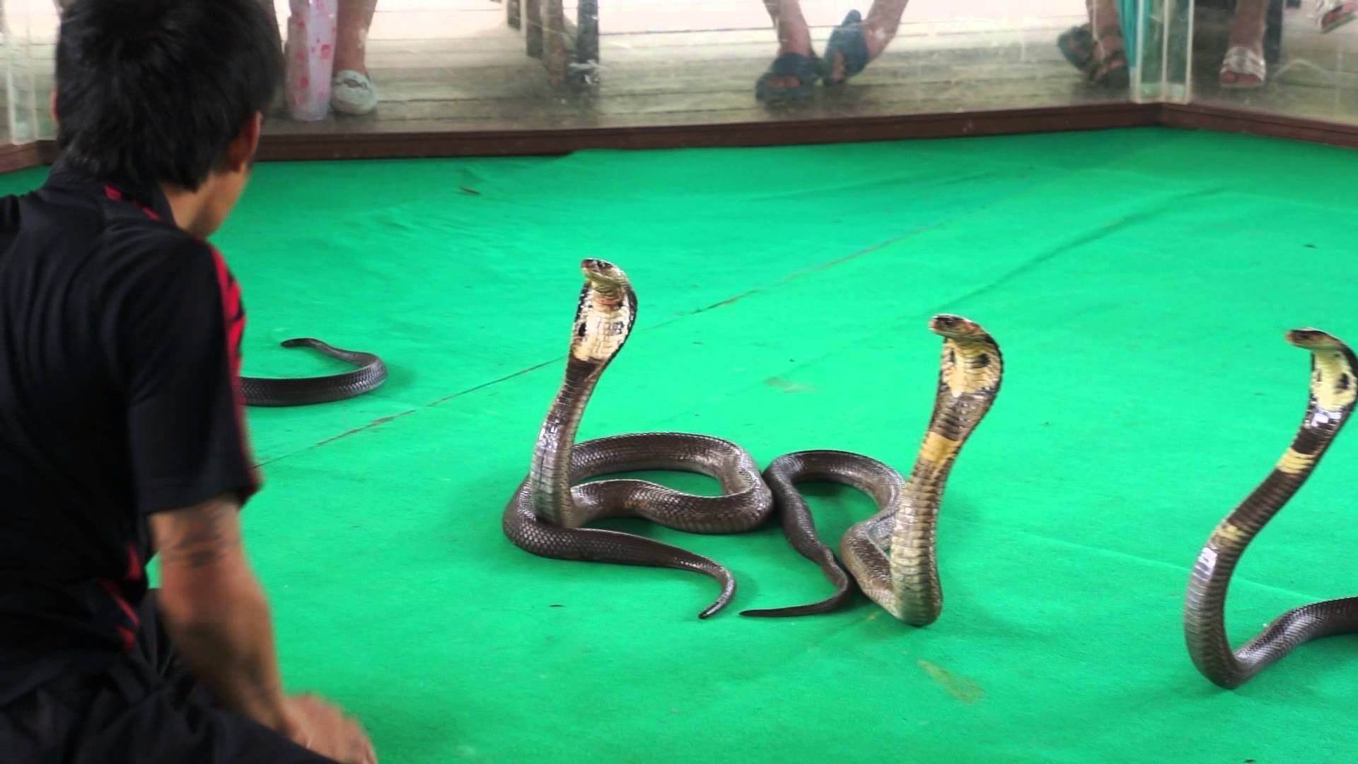 ядовитые змеи в тайланде