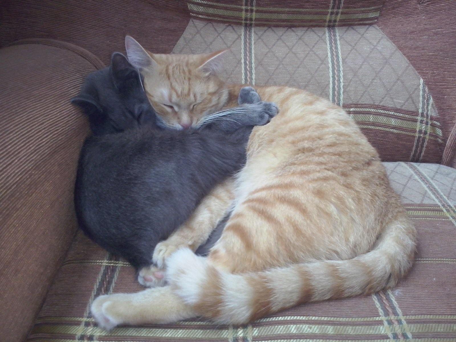 Кошки спят вместе. Котики обнимаются. Спящие котята. Котята в обнимку.