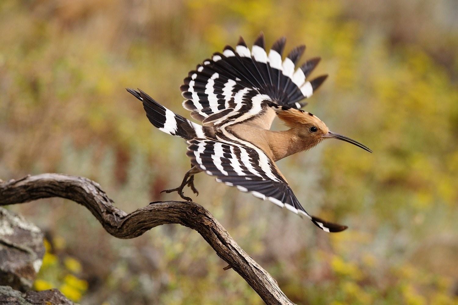 Птица с хохолком на голове и полосатыми крыльями название фото