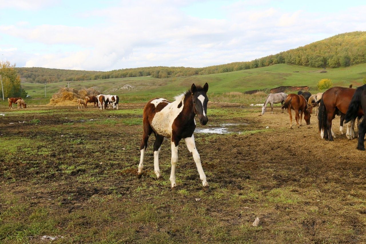 Купить лошадей белгородской