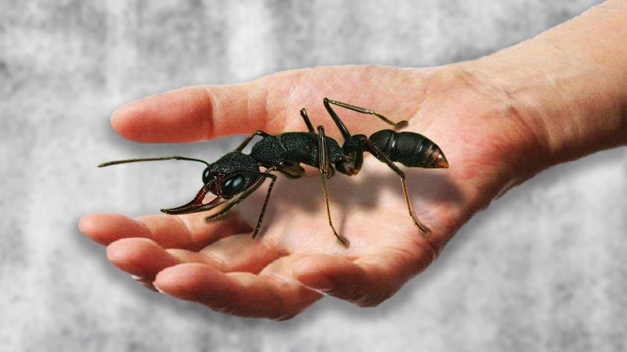 Динозавровый муравей. Муравьи Dinoponera gigantea. Самый большой муравей в мире. Гигантский амазонский муравей. Африканский муравей гигант.