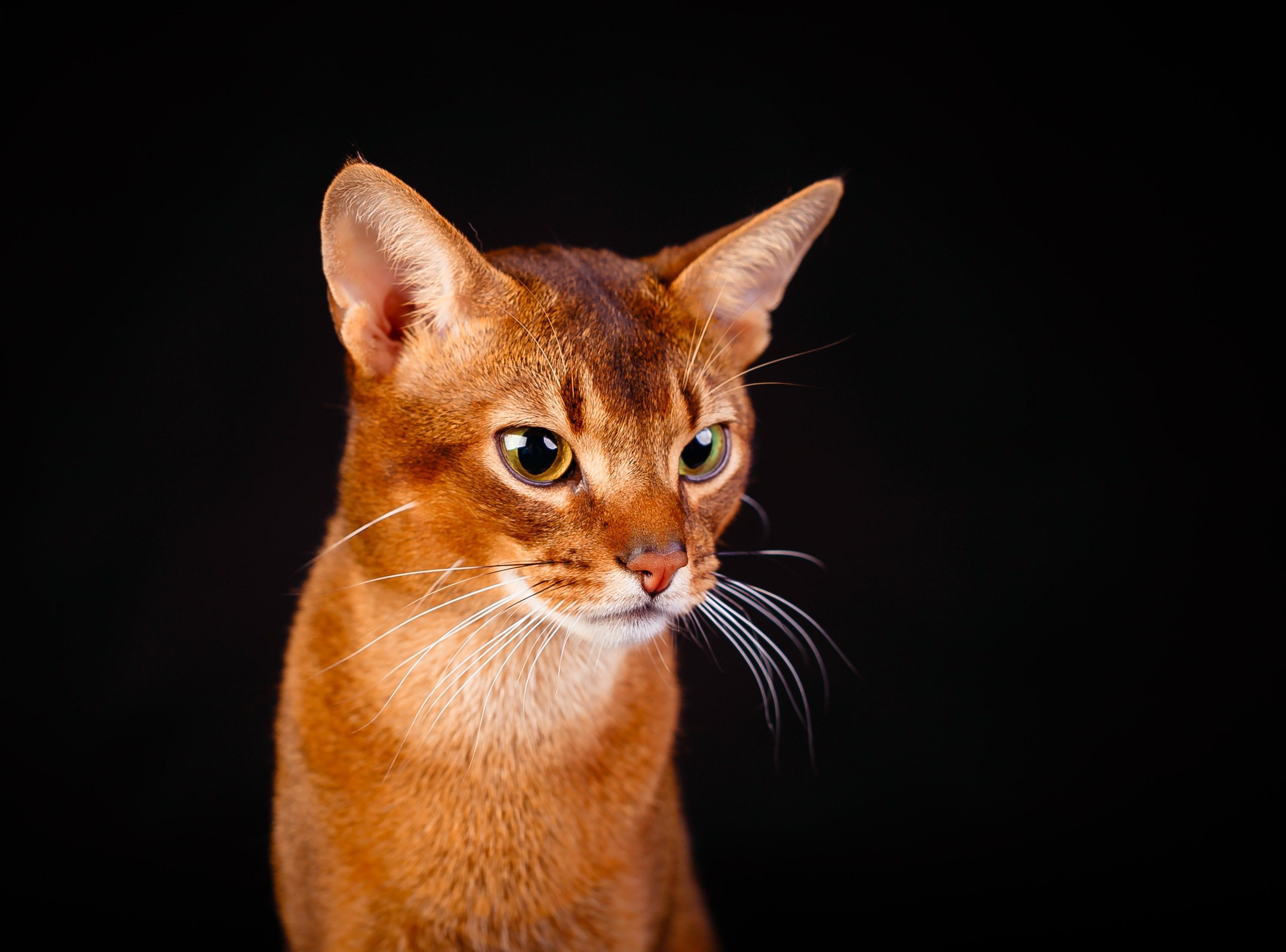 Абиссинский кот фото